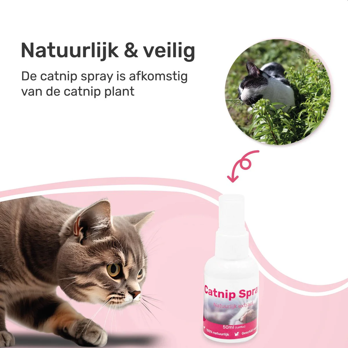 Catnip Spray - 100% natuurlijk - Kattenkruid spray - Catnip speelgoed - Valeriaan - Kat - Katten - Afbeelding 4