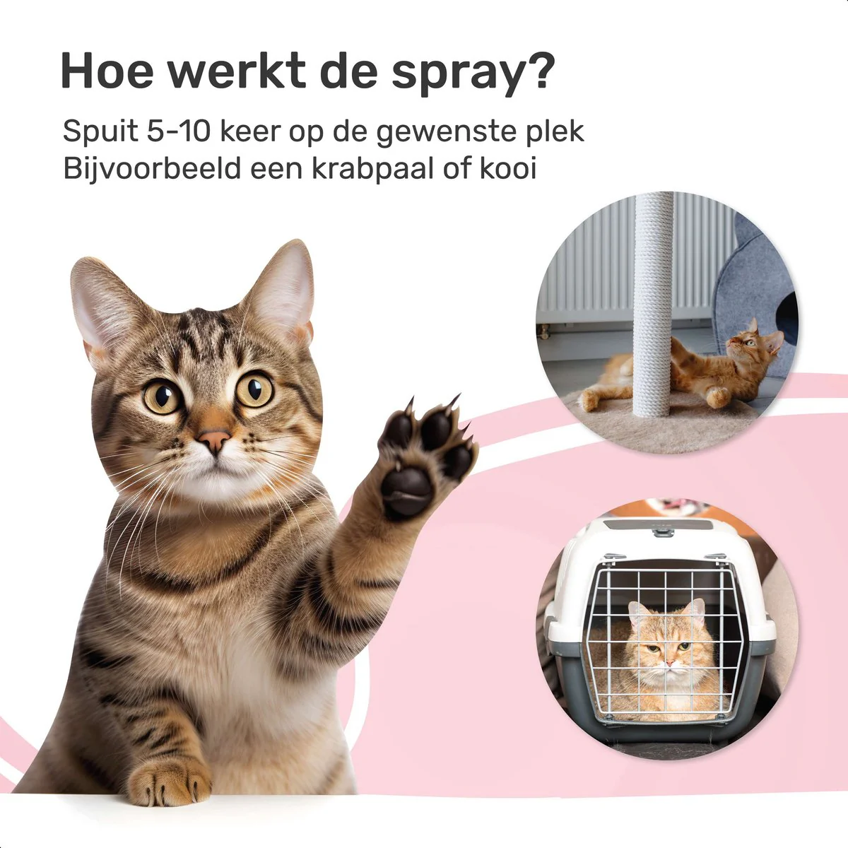 Catnip Spray - 100% natuurlijk - Kattenkruid spray - Catnip speelgoed - Valeriaan - Kat - Katten - Afbeelding 6